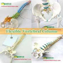 Modelos médicos modelo de coluna vertebral de plástico humano para estudo de quiropraxia de osteologia